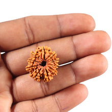 Load image into Gallery viewer, 10 Mukhi Nepalese Rudraksha - Bead No. 444

