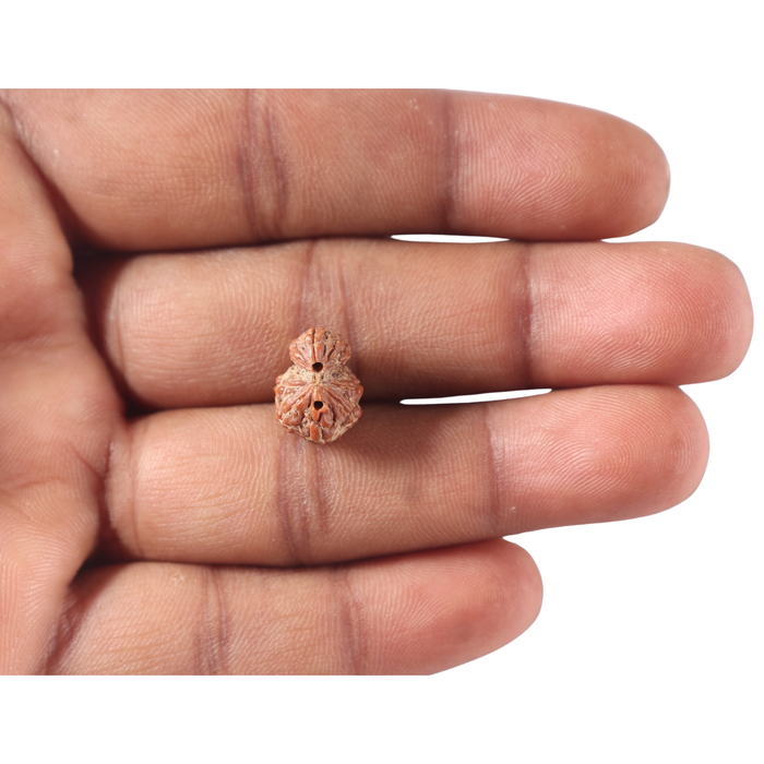Indonesian Garbh Gauri Rudraksha - Bead No. 25