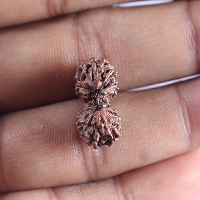 16 Mukhi Gaurishankar Rudraksha from Indonesia - Bead No. 236