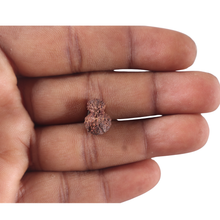Load image into Gallery viewer, Indonesian Garbh Gauri Rudraksha - Bead No. 24
