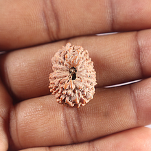 Load image into Gallery viewer, 16 Mukhi Rudraksha from Indonesia - Bead No. 312
