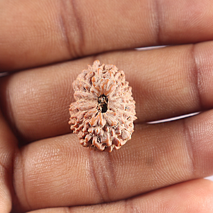 16 Mukhi Rudraksha from Indonesia - Bead No. 312