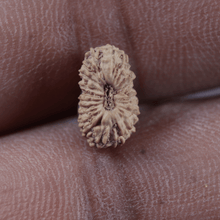 Load image into Gallery viewer, 21 Mukhi Indonesian Rudraksha - Bead No. 169
