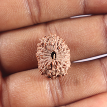 Load image into Gallery viewer, 16 Mukhi Rudraksha from Indonesia - Bead No. 318
