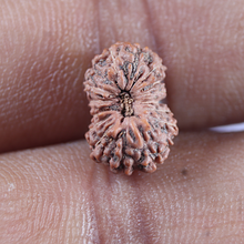 Load image into Gallery viewer, 16 Mukhi Rudraksha from Indonesia - Bead No. 205
