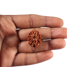 Load image into Gallery viewer, 9 Mukhi Nepalese Rudraksha - Bead No. 471
