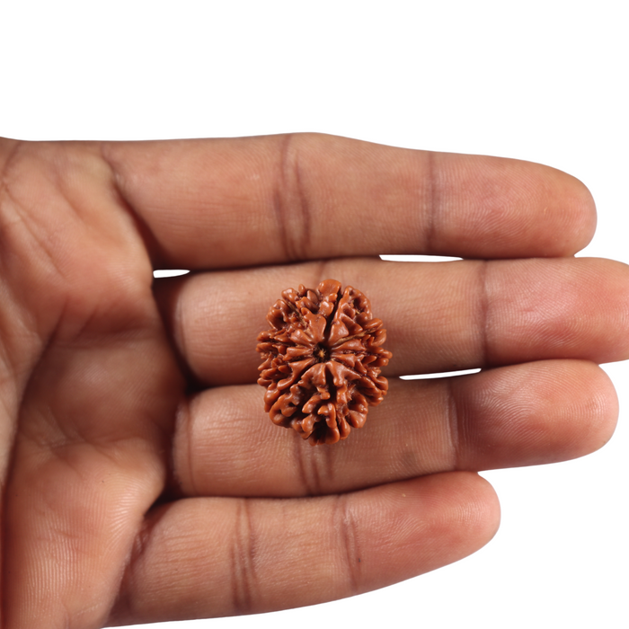 9 Mukhi Nepalese Rudraksha - Bead No. 471