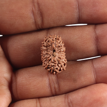 Load image into Gallery viewer, 17 Mukhi Rudraksha from Indonesia - Bead No. 293
