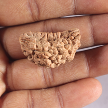 Load image into Gallery viewer, 1 Mukhi half moon shaped from India - Bead No. 360
