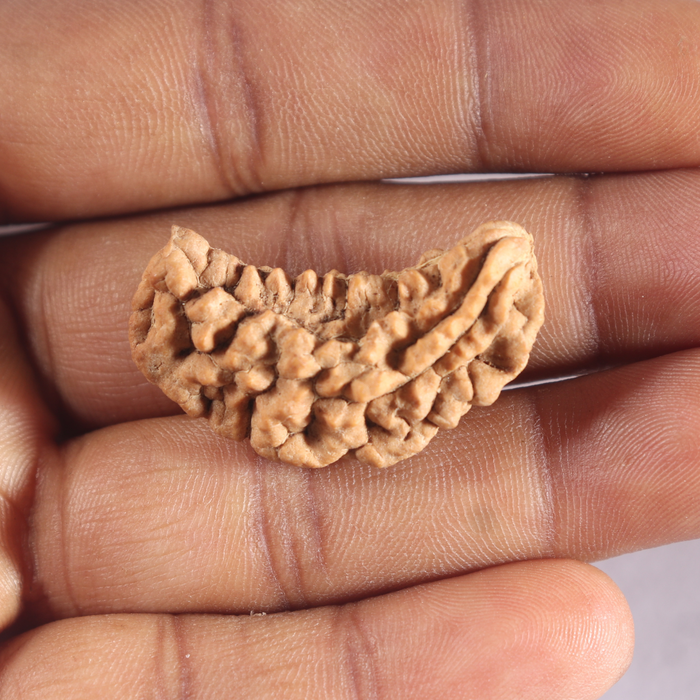 1 Mukhi half moon shaped from India - Bead No. 361