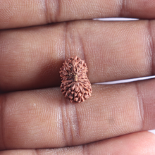Load image into Gallery viewer, 16 Mukhi Rudraksha from Indonesia - Bead No. 185

