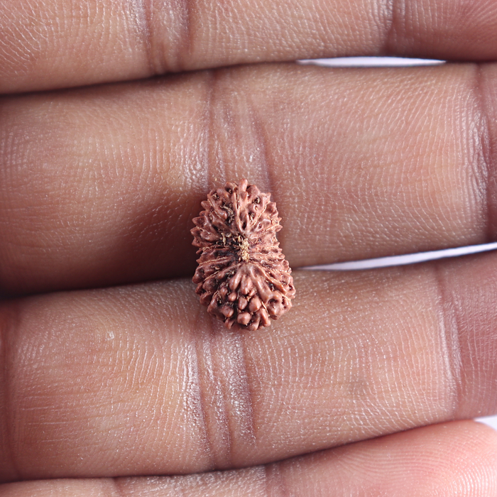 16 Mukhi Rudraksha from Indonesia - Bead No. 185