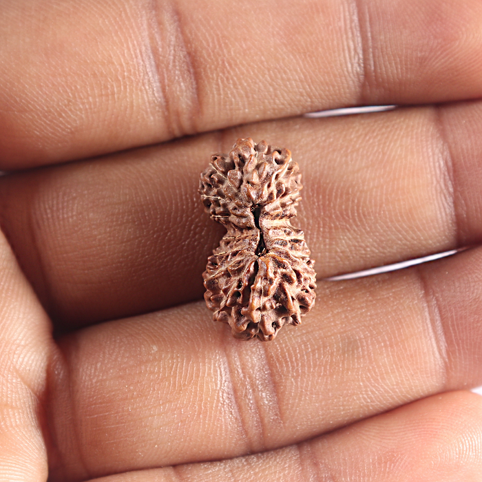 16 Mukhi Gaurishankar Rudraksha from Indonesia - Bead No. 234