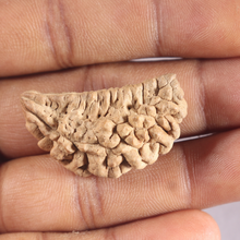 Load image into Gallery viewer, 1 Mukhi half moon shaped from India - Bead No. 362
