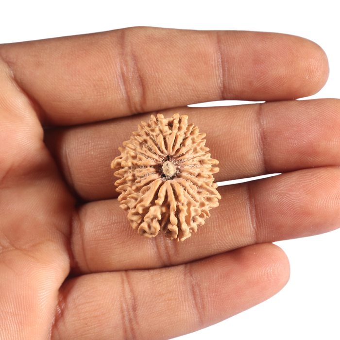 17 Mukhi Nepalese Rudraksha - Bead No. 72