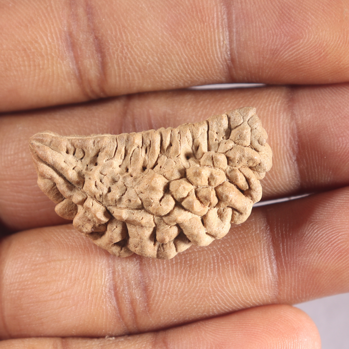 1 Mukhi half moon shaped from India - Bead No. 362