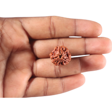 Load image into Gallery viewer, 3 Mukhi Rudraksha from Nepal - Bead No. 456

