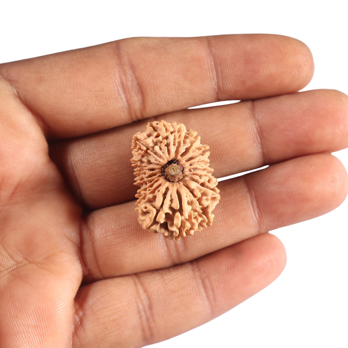 17 Mukhi Nepalese Rudraksha - Bead No. 73