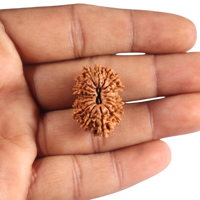 17 Mukhi Nepalese Rudraksha - Bead No. 77