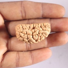 Load image into Gallery viewer, 1 Mukhi half moon shaped from India - Bead No. 366
