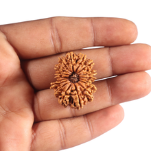 Load image into Gallery viewer, 17 Mukhi Nepalese Rudraksha - Bead No. 75
