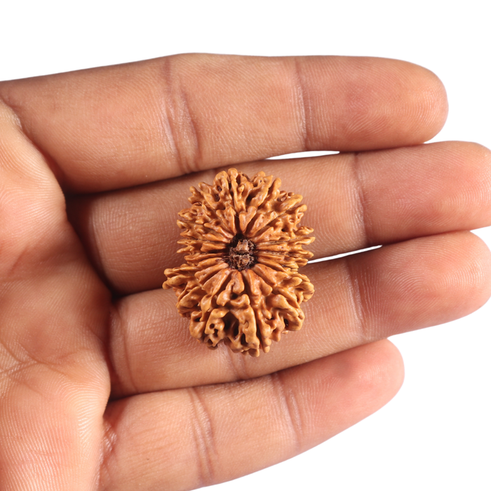17 Mukhi Nepalese Rudraksha - Bead No. 75