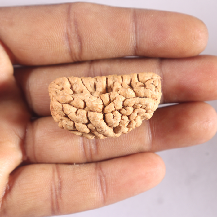 1 Mukhi half moon shaped from India - Bead No. 366