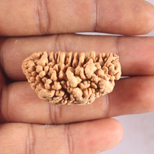 Load image into Gallery viewer, 1 Mukhi half moon shaped from India - Bead No. 367
