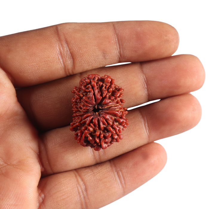 15 Mukhi Rudraksha from Nepal - Bead No. 28