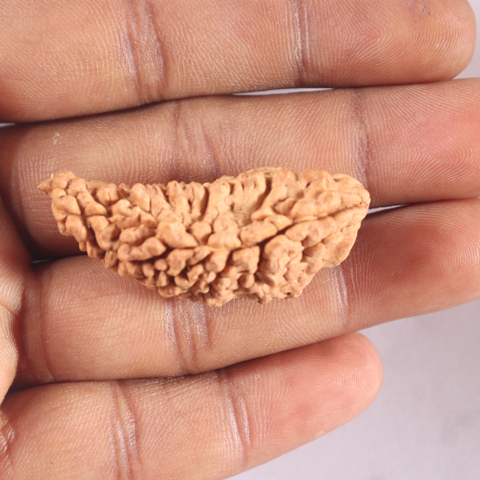 1 Mukhi half moon shaped from India - Bead No. 368