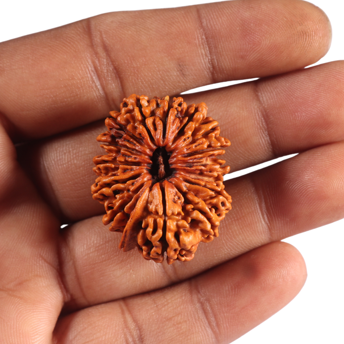 15 Mukhi Ganesha Rudraksha from Nepal - Bead No. 23