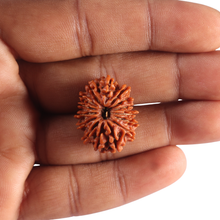 Load image into Gallery viewer, 15 Mukhi Rudraksha from Nepal - Bead No. 85
