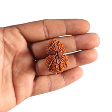Load image into Gallery viewer, 20 Mukhi Gaurishankar Nepalese Rudraksha - Bead No 11
