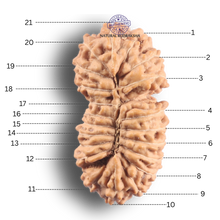 Load image into Gallery viewer, 21 Mukhi Indonesian Rudraksha - Bead No. 174
