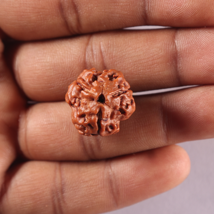 3 Mukhi Rudraksha from Nepal - Bead No. 451