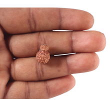 Load image into Gallery viewer, Indonesian Garbh Gauri Rudraksha - Bead No. 20
