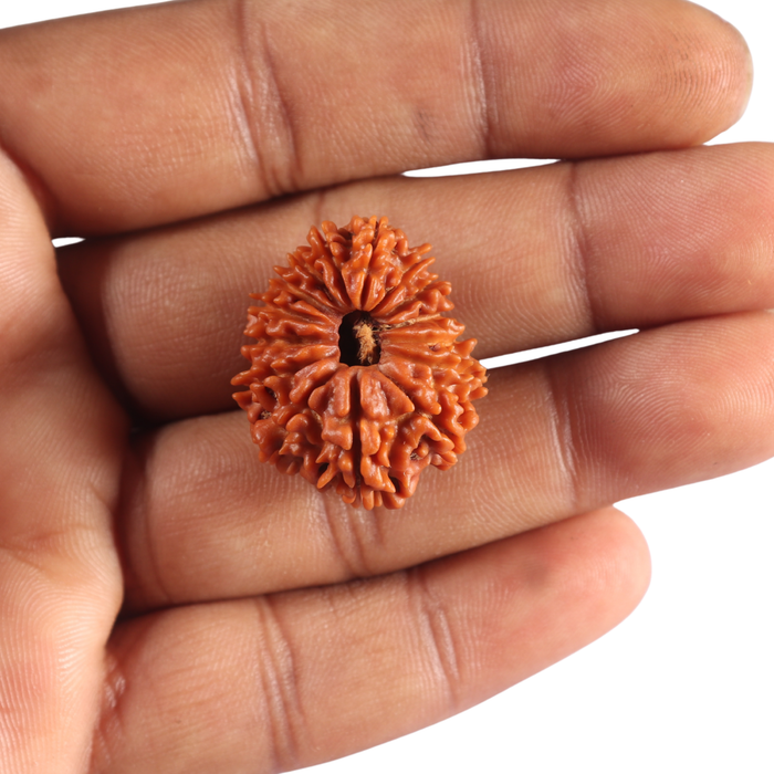15 Mukhi Rudraksha from Nepal - Bead No. 75