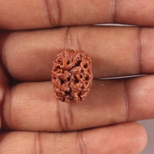 Load image into Gallery viewer, 2 Mukhi Rudraksha from Nepal - Bead No. 181
