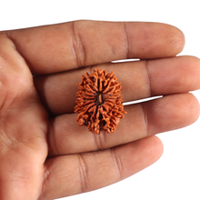 Load image into Gallery viewer, 15 Mukhi Rudraksha from Nepal - Bead No. 64
