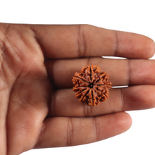 Load image into Gallery viewer, 9 Mukhi Nepalese Rudraksha - Bead No. 469
