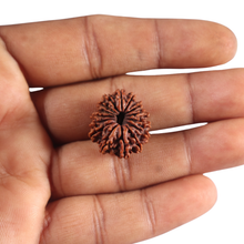 Load image into Gallery viewer, 15 Mukhi Rudraksha from Nepal - Bead No. 84
