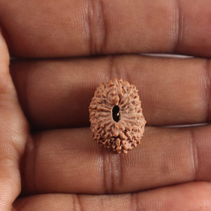 17 Mukhi Rudraksha from Indonesia - Bead No. 292