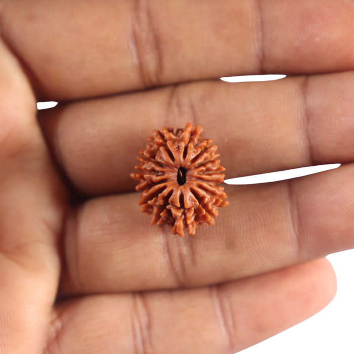 14 Mukhi Nepalese Rudraksha - Bead No. 388