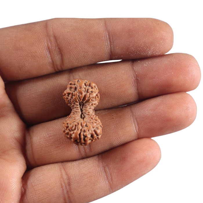 21 Mukhi Indonesian Rudraksha - Bead No. 173