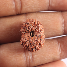 Load image into Gallery viewer, 15 Mukhi Indonesian Rudraksha - Bead No. 80
