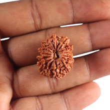Load image into Gallery viewer, 14 Mukhi Nepalese Rudraksha - Bead No. 322
