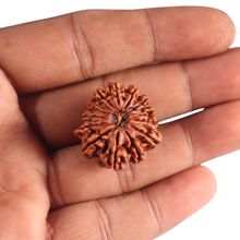 Load image into Gallery viewer, 14 Mukhi Nepalese Rudraksha - Bead No. 379
