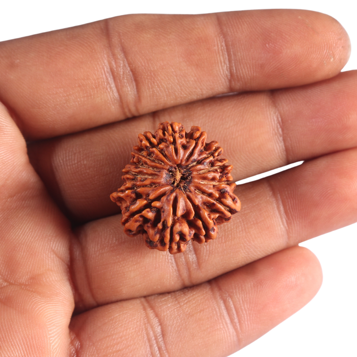 14 Mukhi Nepalese Rudraksha - Bead No. 379