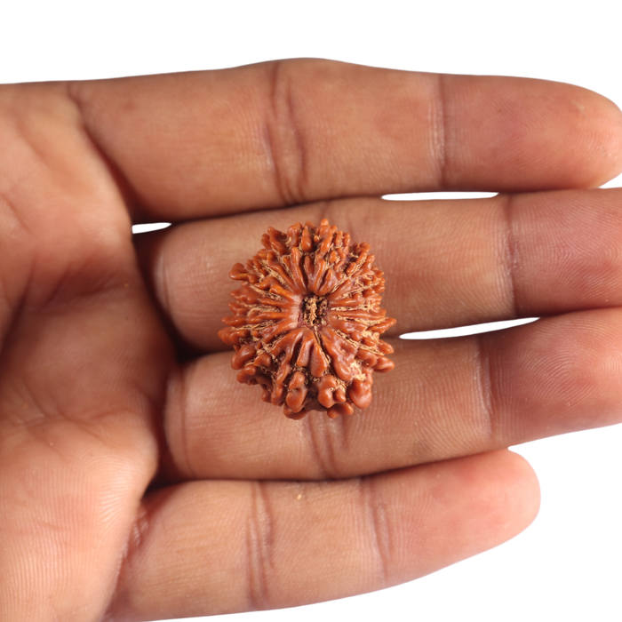 14 Mukhi Nepalese Rudraksha - Bead No. 383