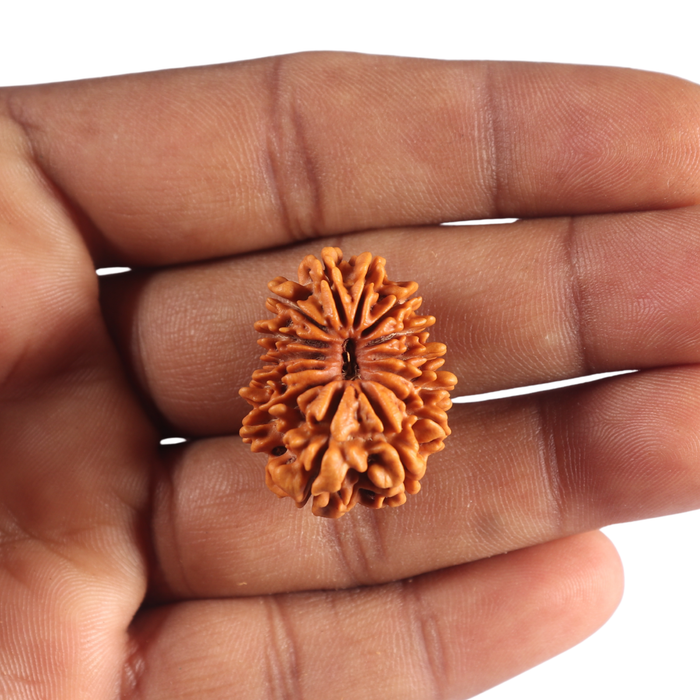 14 Mukhi Nepalese Rudraksha - Bead No. 366